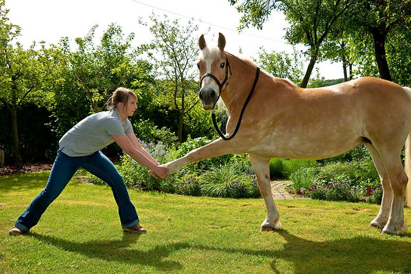 tier chiropraktiker hilfe pferd 2